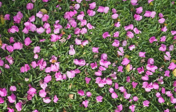 Picture grass, flowers, background, petals, grass, background, purple, petals, floral
