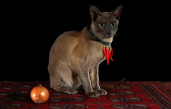 Picture cat, look, red, pose, carpet, necklace, pepper, black background, amulet, sharp, sitting, Siamese, hot pepper, …