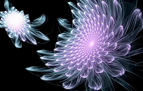 Picture abstraction, rendering, fantasy, fractals, black background, picture, glowing lines, fantastic flowers, fractal picture