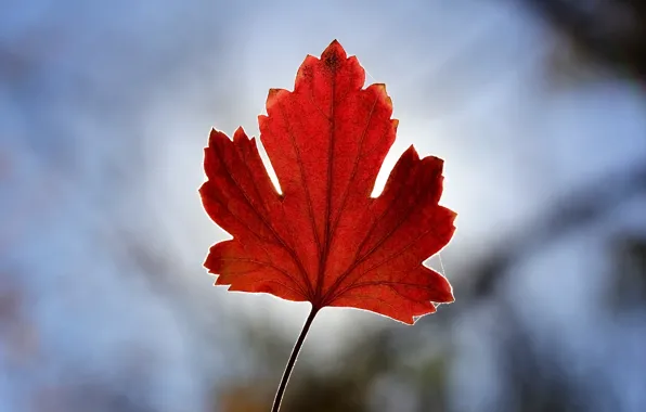 Picture autumn, background, leaf