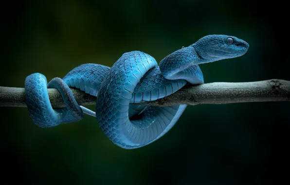 100 Free Blue Snake  Snake Images  Pixabay