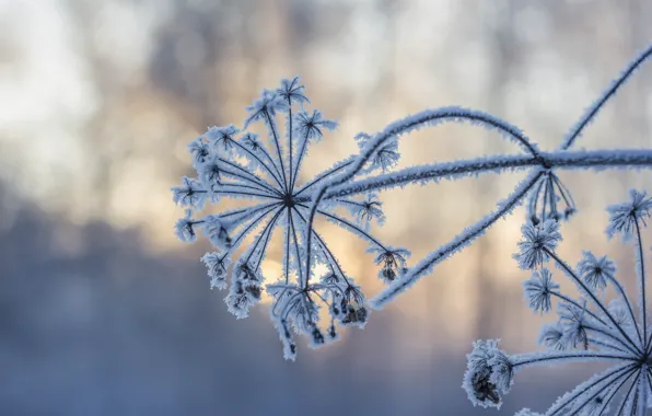 Wallpaper winter, snow, frost images for desktop, section природа ...