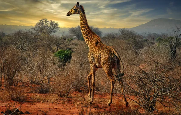 Picture photo, The bushes, Giraffe, Animals