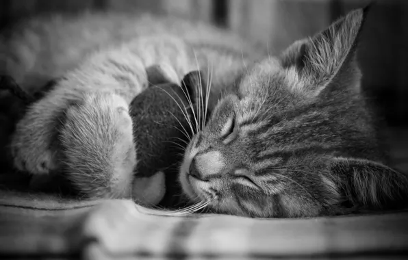 Picture Cat, Kitten, Nice, Sleep