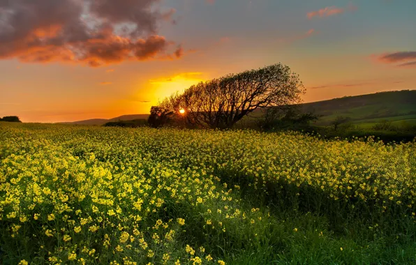 Picture field, trees, sunset, England, England, rape, Dorset, Dorset, Kimmeridge, Kimmeridge
