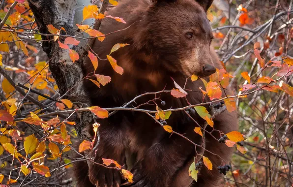 Picture autumn, branches, berries, tree, bear, on the tree