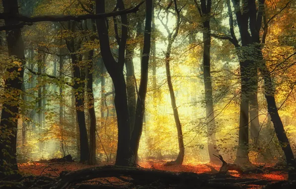 Picture autumn, forest, trees, forest, trees, autumn, Saskia Dingemans