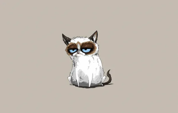 Picture face, grey background, Tomcat, blue-eyed, evil eye
