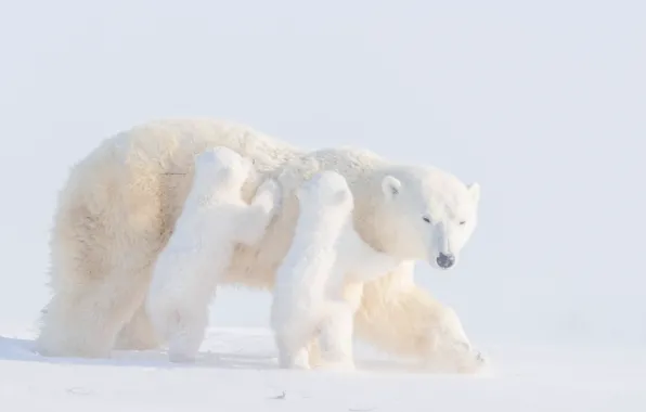 Picture winter, snow, bears, bear, cubs, Polar bears, two of the bear, Polar bears