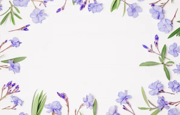 Picture flowers, background, frame, purple, flowers, violet, frame, floral