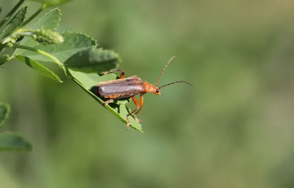Picture background, beetle, weed