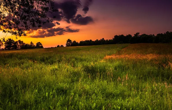 Picture field, sunset, nature