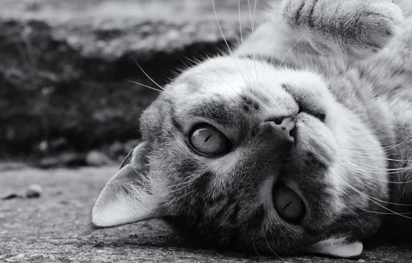 Picture cat, cat, look, muzzle, black and white, monochrome, Kote, cat