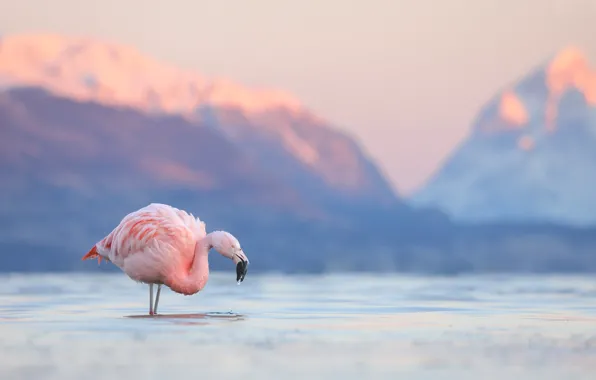 Picture mountains, lake, bird, Flamingo, Chile