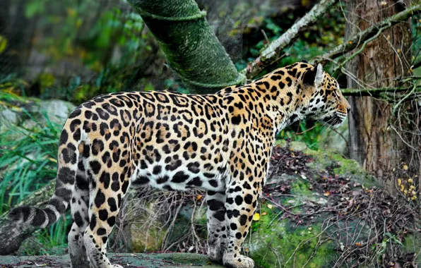 Picture predator, Jaguar, fauna