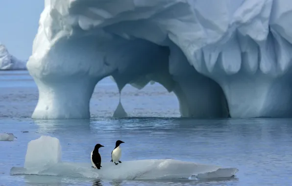 Picture birds, nature, the ocean, penguins, Antarctica, ice