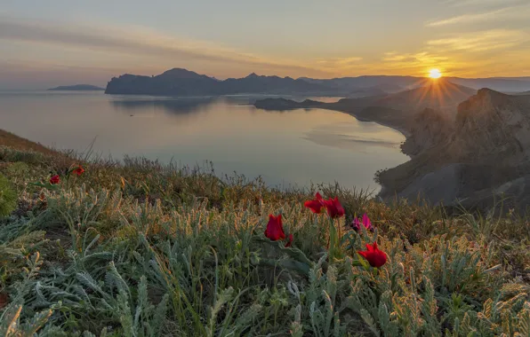 Picture sea, the sun, rays, landscape, sunset, flowers, nature, rocks, Bay, tulips, grass, Crimea, Bank, Vladimir …