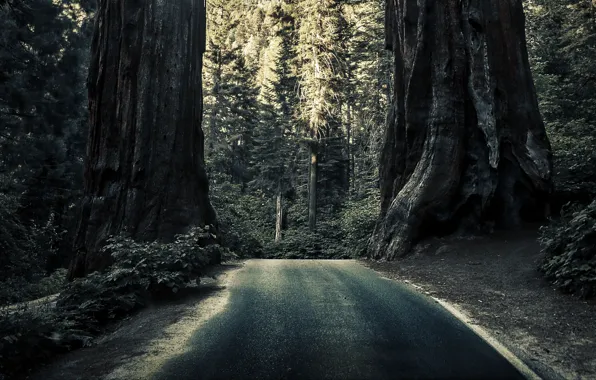 Picture road, forest, trees, nature, Sequoia