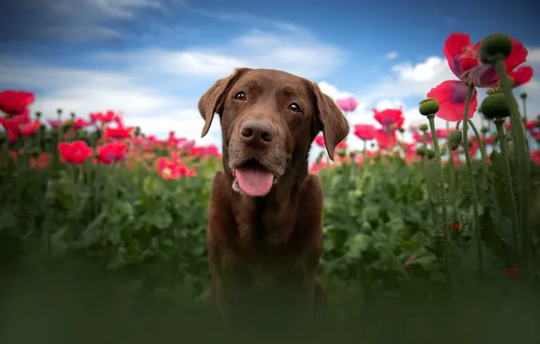 Picture language, the sky, face, clouds, flowers, blue, background, Maki, portrait, dog, blur, view, brown, poppy …