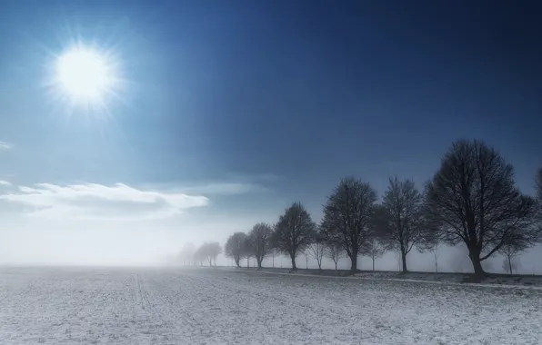 Picture the sky, the sun, clouds, snow, fog, earth, Trees, Zan Foar