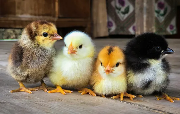 Picture chickens, Chicks, Quartet