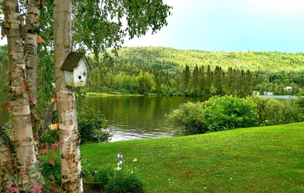 Picture trees, river, meadow, birch, birdhouse