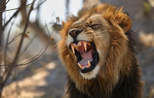 Picture face, Leo, mouth, mane, the king of beasts, fangs, wild cat