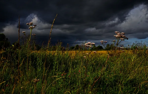 Picture the sky, grass, clouds, meadow, stormy sky, Helichrysum