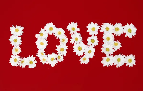 Picture love, flowers, letters, chamomile, love, flowers, romantic, camomile, floral