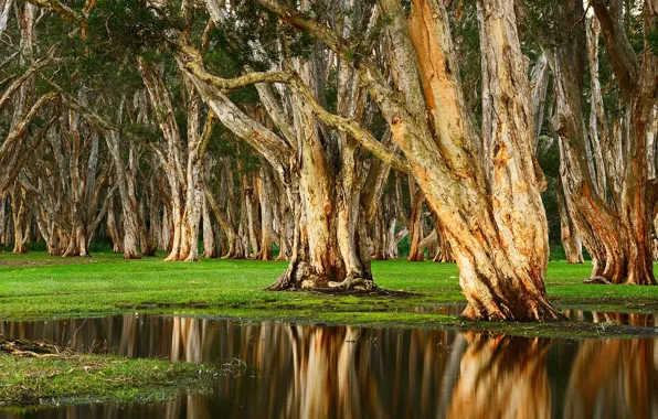 Picture grass, water, trees, Park, Australia, Randwick, Centennial Park