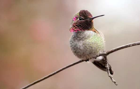 Picture bird, branch, Hummingbird, bird, light background