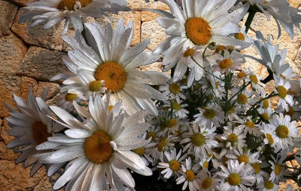 Picture summer, beauty, Chamomile, large