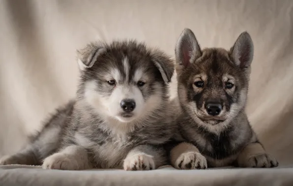 Picture dogs, background, portrait, puppies, a couple, Husky