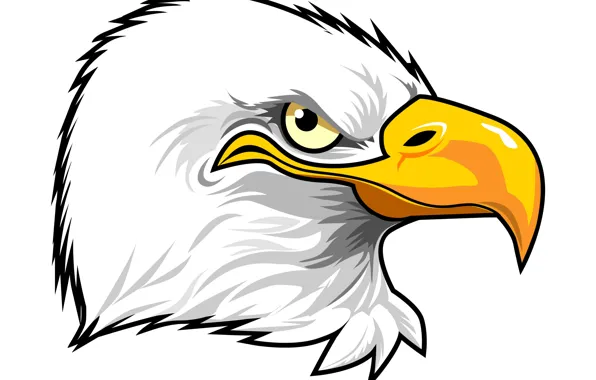 Picture feathers, eagle, beak, penetrating gaze