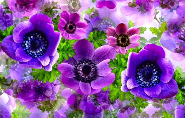 Picture Flowers, Composition, Anemones