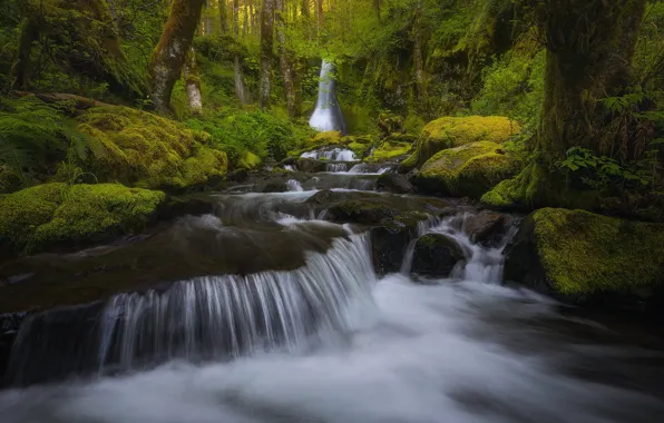 Picture forest, stream, waterfall, moss, river, Washington