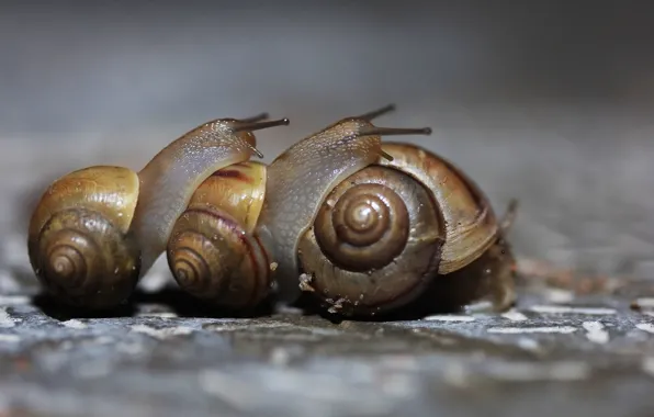 Picture macro, background, snails