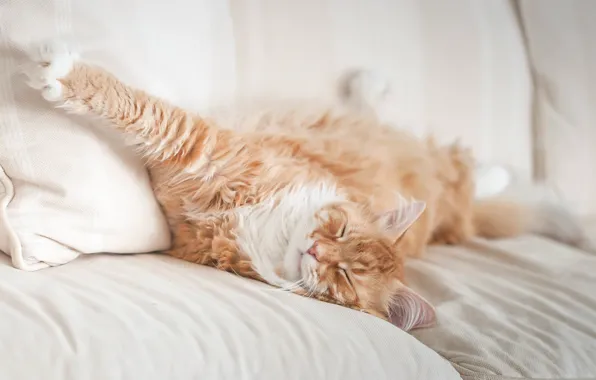 Picture cat, stay, paw, sleep, red, muzzle, bed, cat, sleep, Maine Coon