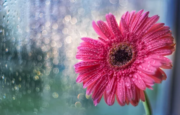 Picture flower, glass, drops, rain, pink, window, flower, pink, morning, window, drops, gerbera