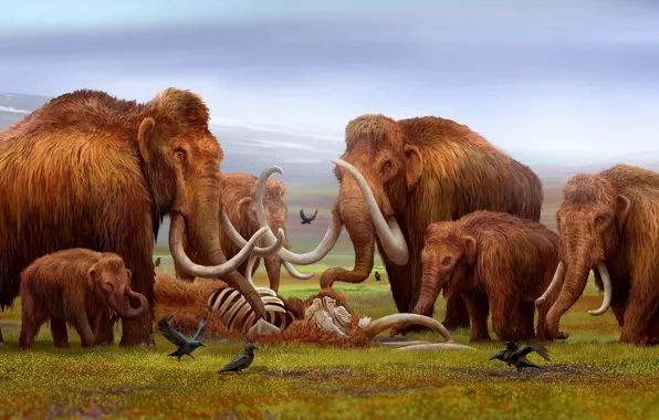 Picture Bones, Art, Elephants, Skeleton, The corpse, Goodbye, Crows, Mammoth, Mammoths, Tusks, Mammoths, Cubs, Древние животные