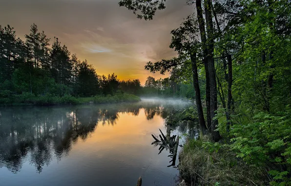 Picture forest, the sky, trees, fog, reflection, river, beautiful