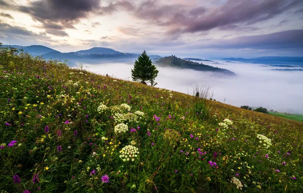 Picture clouds, landscape, flowers, mountains, nature, fog, tree, morning, slope, grass, Carpathians