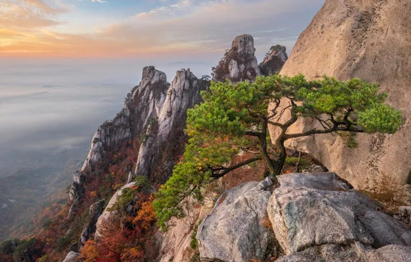 Picture autumn, landscape, mountains, nature, stones, tree, rocks, forest, pine, South Korea, reserve, Pukhansan, Bukhansan