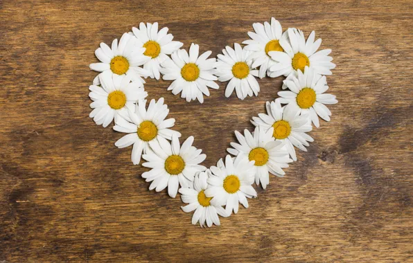 Picture love, flowers, heart, chamomile, love, heart, wood, flowers, romantic, camomile, floral