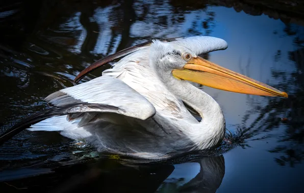 Picture water, nature, reflection, bird, wings, beak, pond, blue background, stroke, waterfowl, Pelican