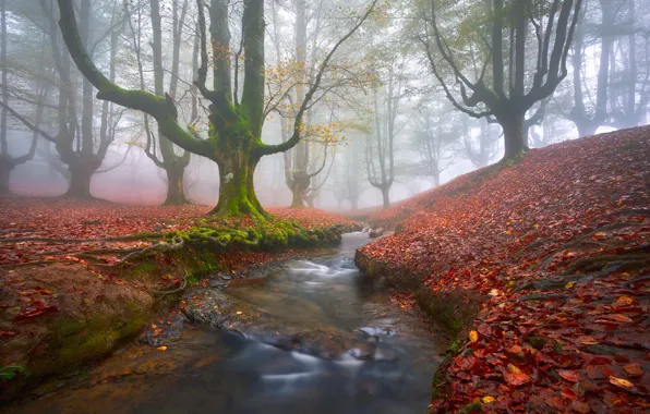 Picture autumn, forest, trees, fog, stream, foliage, moss, haze, Spain