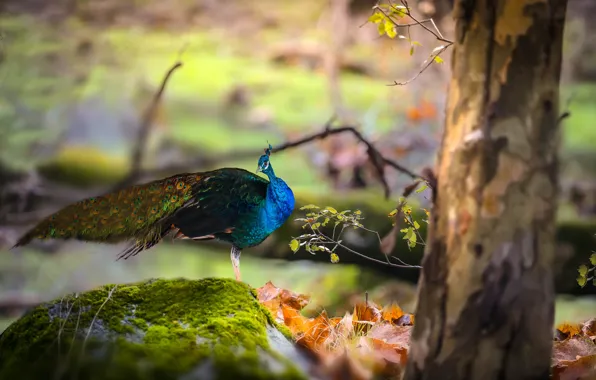 Picture autumn, leaves, nature, tree, bird, stone, moss, peacock, Thai Phung