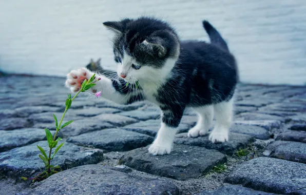 Picture flower, kitten, cat, kitty, feline