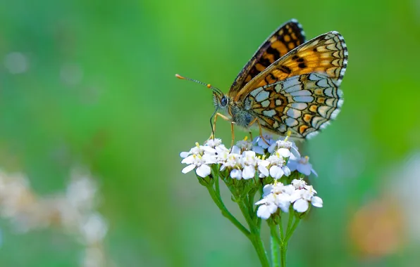 Picture flower, butterfly, bokeh