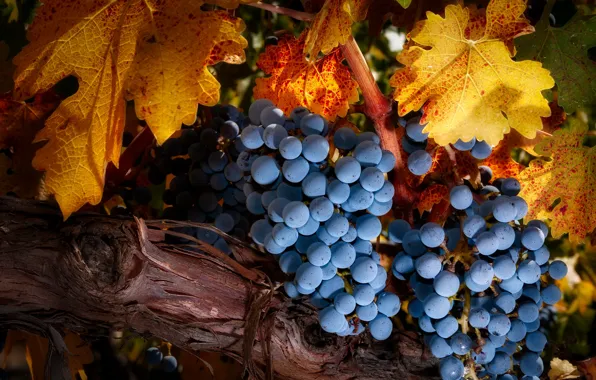 Picture leaves, grapes, bunches, vine